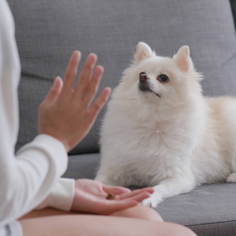 FRIANDISES D’ÉDUCATION POUR CHIEN - POISSON – Image 3