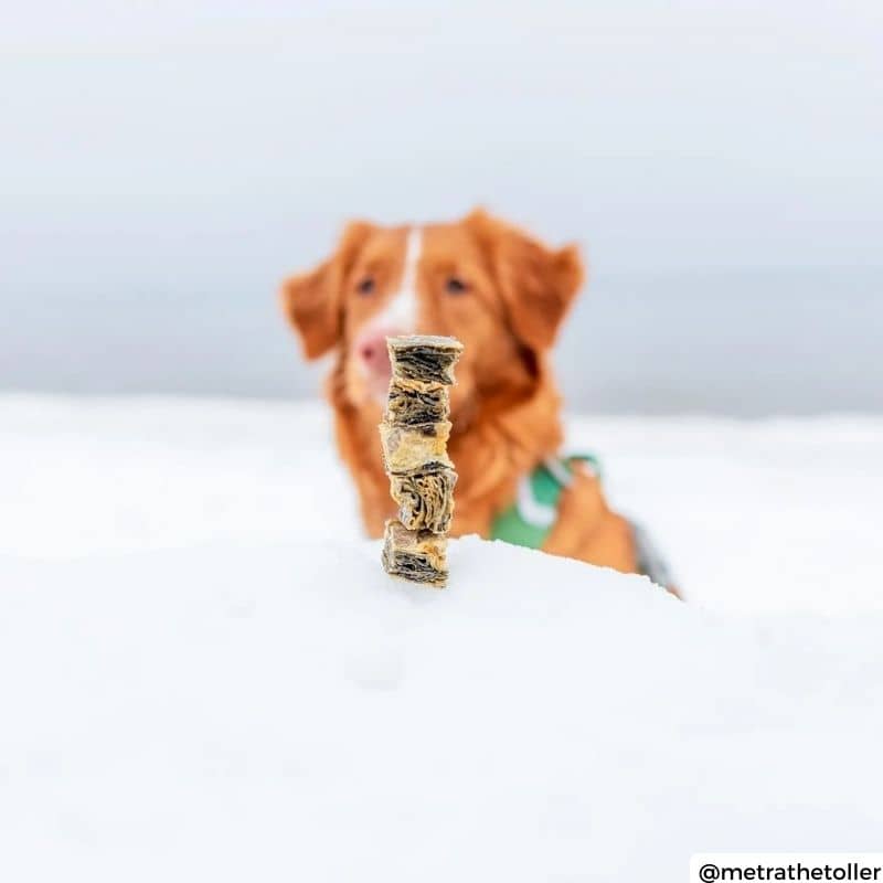 FRIANDISES POUR CHIEN - CUBES DE MORUE SÉCHÉE – Image 3